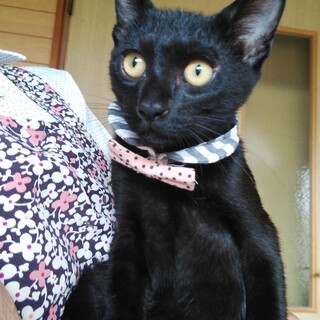 黒猫さん♥️ずっとのお家がみつかりました。