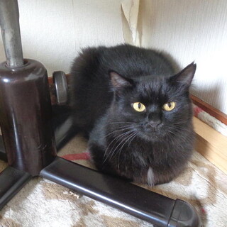 血液検査（陰性）不妊手術済ふわふわ黒猫