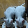 里親募集猫、左はニコ､右はイチコ