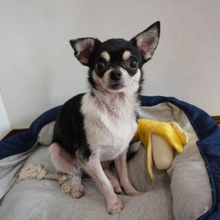 ぱっちりおめめ あんこちゃん 東京都 犬の里親募集 3779 ペットのおうち 月間利用者150万人 ぱっちりおめめ あんこちゃん 東京都 犬の里親募集 3779 ペットのおうち 月間利用者150万人