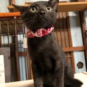 つぶらな瞳が可愛い黒猫ちゃん
