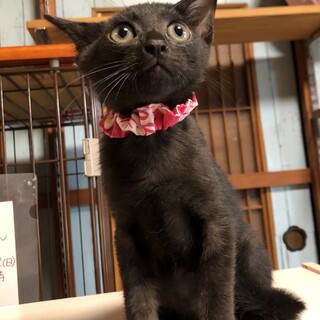 つぶらな瞳が可愛い黒猫ちゃん