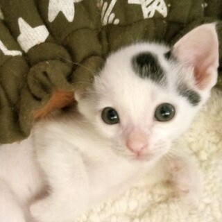 とっても可愛い☆白仔猫ブチのイチロー君❣️