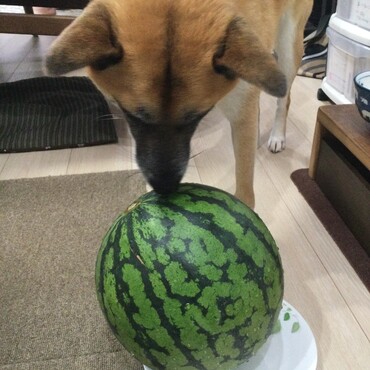 の写真