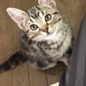 【子猫のメス】アメリカンショートヘア(血統書あり)