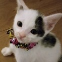 とっても可愛い☆白仔猫ブチのみっちゃん❣️