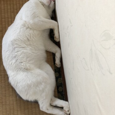 この押し入れ開けたいんだけど・・・・