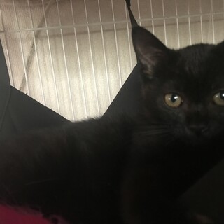子猫男の子だんご君
