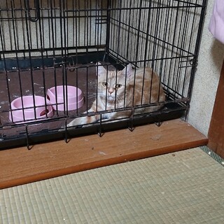 アメリカンショートヘア8才と6歳血統書つき