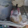 ゴールデンハムスターの里親さん募集 サムネイル5