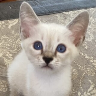 シャム系☆美仔猫のおはぎ君❣️