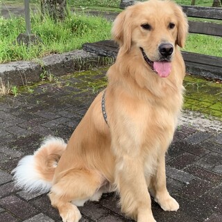 かわいがっていただける里親を募集します。