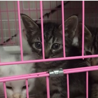 可愛い２姉妹白、キジ)