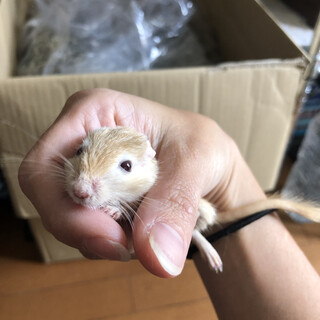 カラージャービル