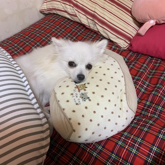 tomiyのカバー写真