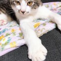 元気いっぱい♡ららくん♡里親募集ですっ!!