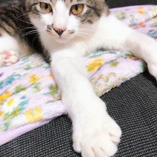 元気いっぱい♡ららくん♡里親募集ですっ!!