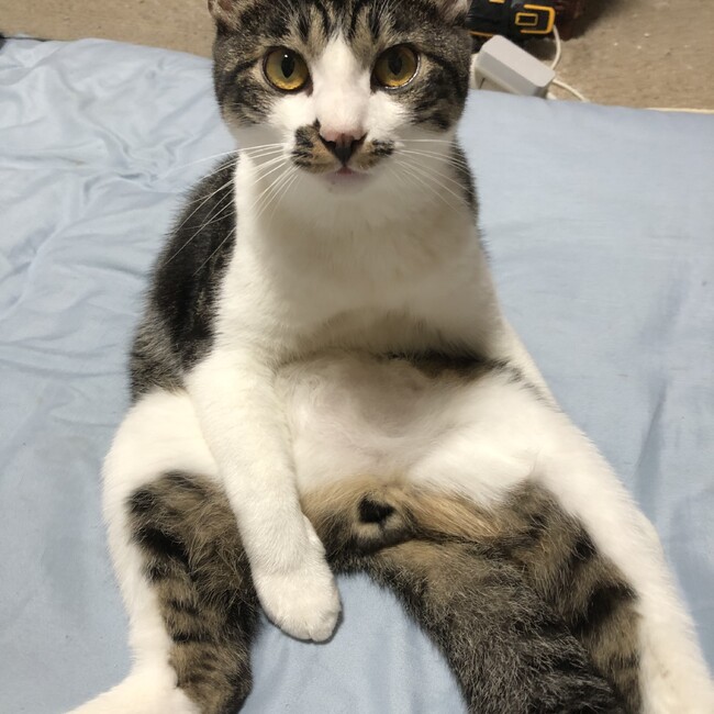しずにゃんたのカバー写真