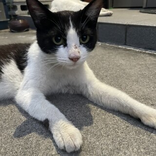 妊猫の里親募集