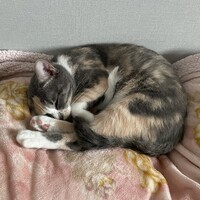 ザクロ