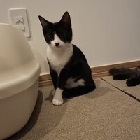 こんぶ