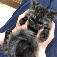 もずく