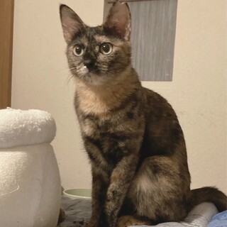 猫大好き！コアラ鼻のサビ猫ソフィアちゃん