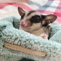 フクロモモンガ生後5ヶ月♀