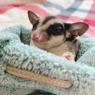 フクロモモンガ生後5ヶ月♀