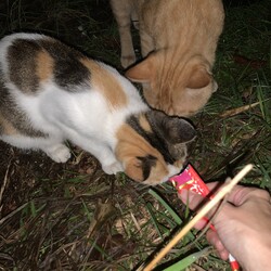 子猫の母親との距離