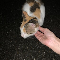 母猫に触れた！