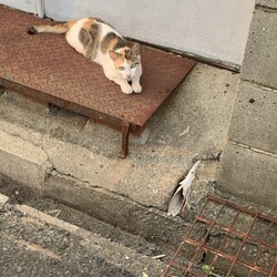居着いた野良猫