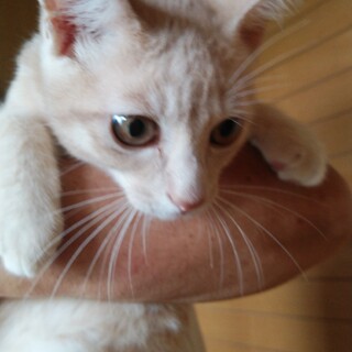 ずっとのおうちが見つかりました❣️