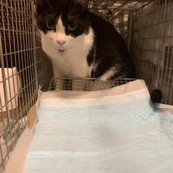 捕獲の練習