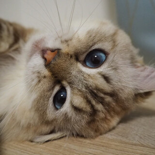 人馴れバッチリのレン君