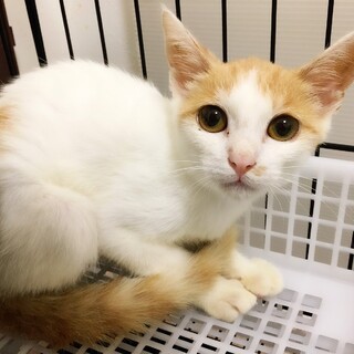 美猫三毛ちゃん、イケメン茶白くん