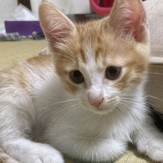 甘えたなイケメン仔猫☆茶太郎君❣️