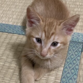 可愛い茶トラ仔猫☆ボブテイルの茶々君❣️