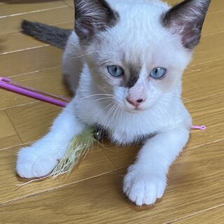 『里親決定‼️』シャム猫風な蓮くん♡