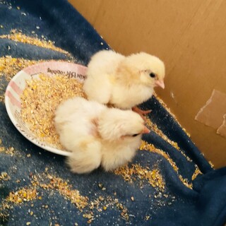 ひよこ2匹の里親募集します。　2匹　8/22生