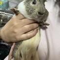 可愛いモルモットの男の子