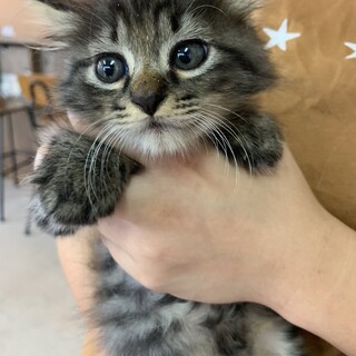 里親さま決まりました☆