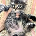 里親さま決まりました☆