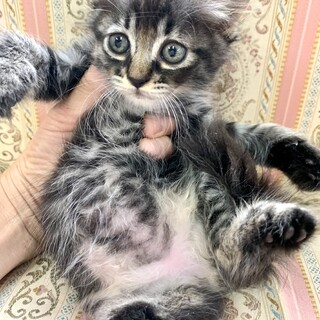 里親さま決まりました☆