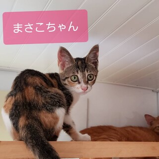 平戸市で保護した三毛子猫 マサコちゃん
