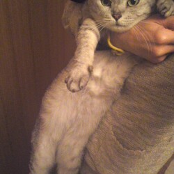 「ペットと一緒に入れるお墓」サムネイル1