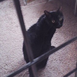 「ペットと一緒に入れるお墓」サムネイル2