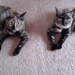 「ペットと一緒に入れるお墓」サムネイル3