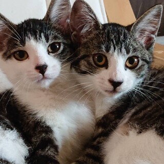 2匹一緒に！仲良し姉妹の子猫