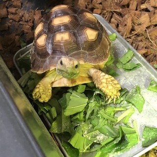 ケヅメリクガメ 里親募集